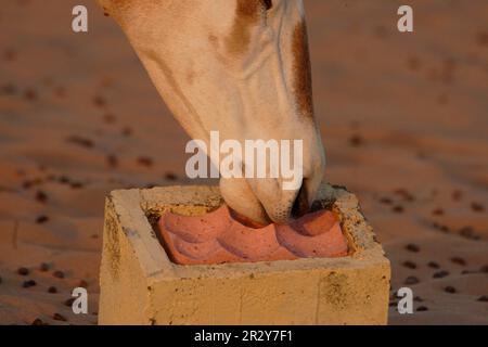 Scimitar oryx, Scimitar-Hornantilope, Antilopen, Huftiere, gleichzehige Huftiere, Säugetiere, Tiere, Scimitar-Horned Oryx (Oryx dammah) Erwachsene Stockfoto