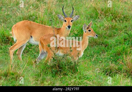 Südlicher Seehecht (Redunca arundinum), großer Seehecht, großer Seehecht, Huftiere, Säugetiere, Tiere, Southern Reedbuck, männlich und weiblich, Zucht Stockfoto