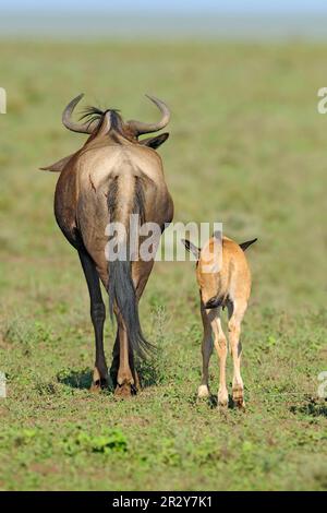 Blauer Wildebeest (Connochaetus taurinus) Mutter mit neugeborenem Kalb, fortlaufend, Serengeti N. P. Tansania, Huftiere, Säugetiere, Tiere, Gnus, gnu Stockfoto