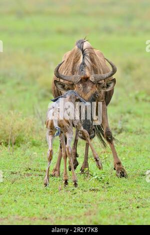 Blaues Wildebeest (Connochaetus taurinus) Mutter mit neugeborenem Kalb, Serengeti N. P. Tansania, Tieren, Huftieren, Säugetieren, gnu, Gnus, Huftiere Stockfoto