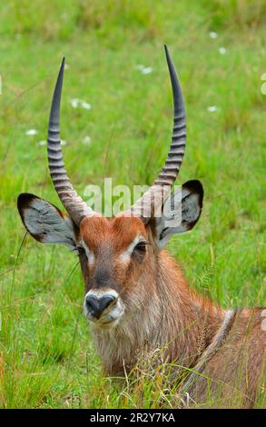 Wasserbuck (Kobus ellipsiprymnus), Wasserbuck, Antilopen, Huftiere, gleichzehige Huftiere, Säugetiere, Tiere, männlicher Wasserbuck, Nahaufnahme des Kopfes Stockfoto