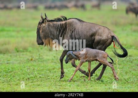 Blauer Wildebeest (Connochaetus taurinus) Mutter mit neugeborenem Kalb, laufend, Serengeti N. P. Tansania, Huftiere, Säugetiere, Tiere, Gnus, Gnus Stockfoto