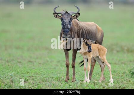 Blaues Wildebeest (Connochaetus taurinus) Mutter mit neugeborenem Kalb, Serengeti N. P. Tansania, Tieren, Huftieren, Säugetieren, gnu, Gnus, Huftiere Stockfoto