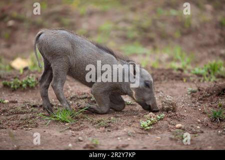 Warzenschweine (Phacochoerus africanus), Warzenschweine, Schweine, Huftiere, Säugetiere, Tiere, gemeines Warzenschwein jung, füttern, auf dem Boden knien, Königin Stockfoto