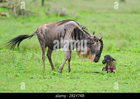 Blaues Wildebeest (Connochaetus taurinus) Mutter mit neugeborenem Kalb, Serengeti N. P. Tansania, Tieren, Huftieren, Säugetieren, gnu, Gnus, Huftiere Stockfoto