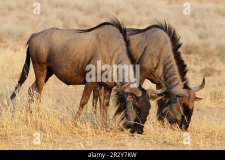 Blauer Wildebeest (Connochaetus taurinus) zwei Erwachsene, füttern, auf trockenem Gras weiden, Kgalagadi Transfrontier Park, Kalahari Gemsbok N. P. Northern Stockfoto