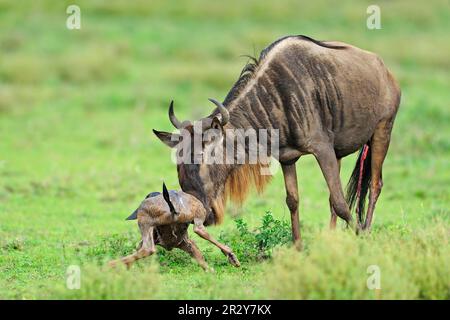 Blaues Wildebeest (Connochaetus taurinus) Mutter mit neugeborenem Kalb, Serengeti N. P. Tansania, Tieren, Huftieren, Säugetieren, gnu, Gnus, Huftiere Stockfoto