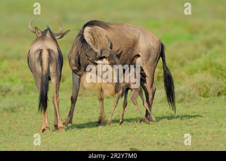 Blaues Wildebeest (Connochaetus taurinus) Mutter mit neugeborenem Kalb, Saugferkel, Serengeti N. P. Tansania, Huftieren, Säugetieren, Tieren, Gnus Stockfoto