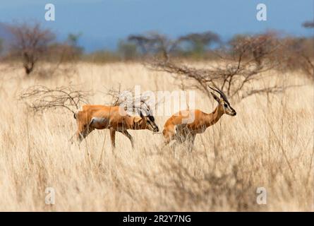 Soemmerring-Gazelle (Gazella soemmerringii), Soemmerring-Gazelle, Gazellen, Huftiere, Huftiere mit geraden Zehen, Säugetiere, Tiere, Soemmerrings Stockfoto