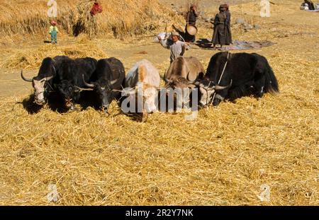 Tibet, Yak-Teams werden zum Dreschen eingesetzt, Kyi-Chu-Tal, nördlich von Lhasa, Südtibet Stockfoto