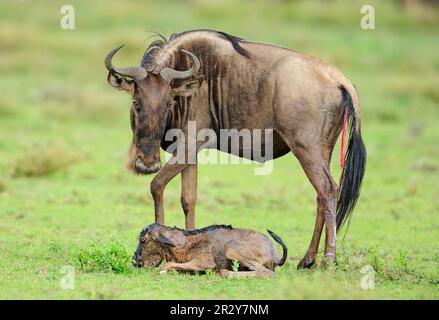 Blaues Wildebeest (Connochaetus taurinus) Mutter mit neugeborenem Kalb, Serengeti N. P. Tansania, Tieren, Huftieren, Säugetieren, gnu, Gnus, Huftiere Stockfoto