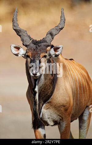 Riesen-Eland (Taurotragus derbianus) männlich, mit Schlamm auf den Hörnern, Fatalah Reserve, Senegal Stockfoto