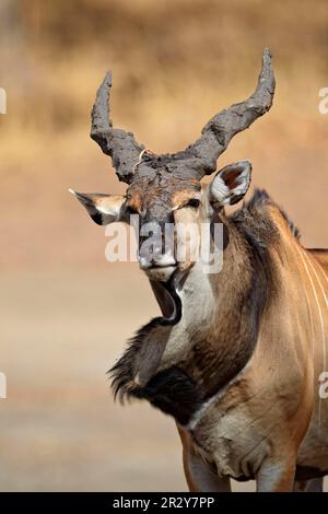 Riesen-Eland (Taurotragus derbianus), männlich, mit Schlamm auf den Hörnern, schüttelnde Taulap, Fatalah Reserve, Senegal Stockfoto