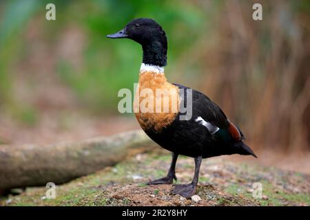 Australische Shelduk (Tadorna tadornoides), Kastanienkasuar, Erwachsener, männlich, drake, Phillip Island, Victoria, Australien Stockfoto