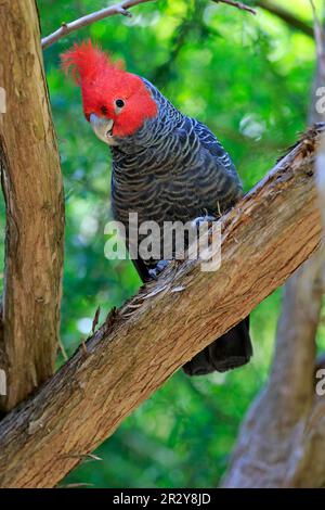 Bandenkakadu (Callocephalon fimbriatum), erwachsen, männlich, auf Baum, Südaustralien, Australien Stockfoto