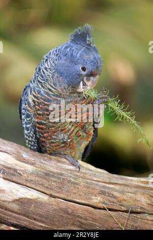 Bandenkakadu (Callocephalon fimbriatum), erwachsen, weiblich, auf dem Baum, Südaustralien, Australien Stockfoto