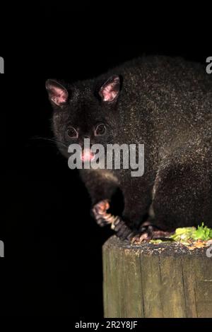 Mountain Bushtail Ossum, Wilson Promontory National Park, Mountain Brushtail possum (Trichosurus cunninghami), Australien Stockfoto