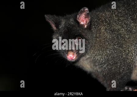 Mountain Bushtail Ossum, Wilson Promontory National Park, Mountain Brushtail possum (Trichosurus cunninghami), Australien Stockfoto