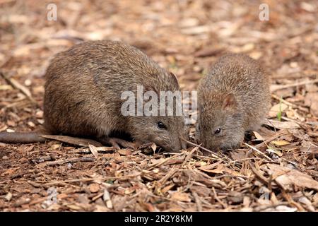 Rattenkänguru, Langnasenpotoroo (Potorous tridactylus), weiblich mit jungen, weibliche Futtersuche, Südaustralien, Australien Stockfoto