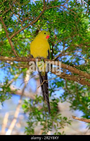 Regensittich (Polytelis anthopeplus), männlicher Erwachsener auf dem Baum, Südaustralien, Australien Stockfoto