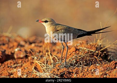 Australische Brachschwalbe (Stiltia Isabella), Erwachsener, Sturt Nationalpark, New South Wales, Australien Stockfoto