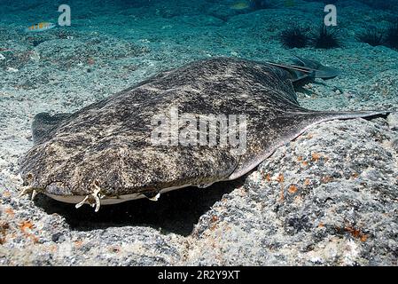 Engelhai, Kanarische Inseln (Squatina squatina) Stockfoto