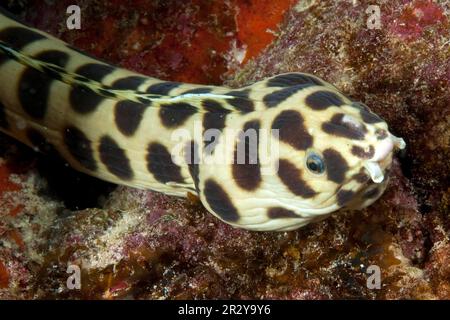 Gefleckter Schlangenaal (Myrichthys maculosus) Stockfoto