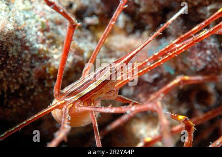 Pfeilkrabbe (Stenorhynchus lanceolatus), Kapverdische Inseln, Kap Verde, Atlantik Stockfoto