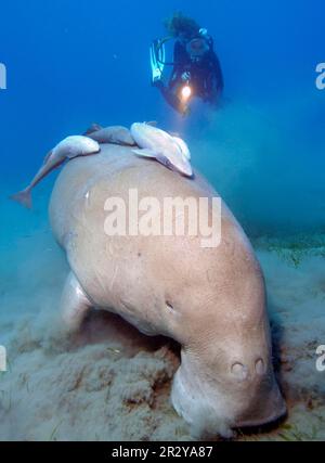 Taucher- und Gabelschwanzmanatee, Abu Dabab, Marsa Alam (Dugong Dugong), Rotes Meer, auf dem Dugong-Hai-Halter, Ägypten Stockfoto