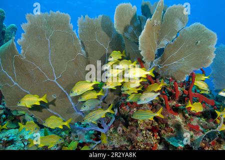 Französischer Grunz und karibische Fankorallen, karibischer, französischer Grunz (Haemulon gemeiner Seefächer (Gorgonia ventalina) Stockfoto