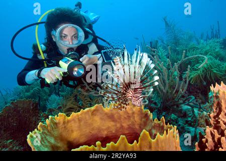 Taucher und Löwenfische Isla pacific Red Lionfish (Pterois Volitans), Karibik, Amerika, Dominikanische Republik Stockfoto