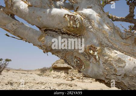 Weihrauch (Boswellia carterii), Arabische Halbinsel, Oman Stockfoto