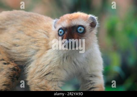 Blauäugiger Lemur (Eulemur macaco flavifrons) Stockfoto