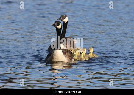 Kanadische Gänse-Familie, die im Frühling über einen Teich schwimmt. Die Elterngänse führen ihre neun Gänse an. Stockfoto