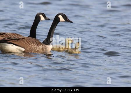 Elternteil Kanadier schwimmt im Frühling mit zwei Goslings Stockfoto