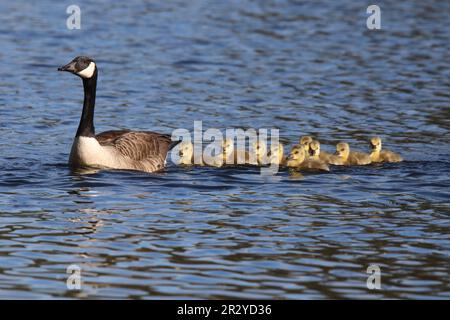 Eine Kanadische Gänse-Familie mit neun Gänsen, die in einer Linie hinter der Elterngans schwimmen Stockfoto