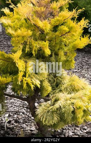 Weihrauch Zedernbaum Calocedrus decurrens „Berrima Gold“, langsam wachsendes Nadelholz Stockfoto