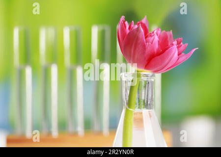 Schöne rosa Blume in Laborglasgeräten gegen verschwommene Reagenzgläser, Nahaufnahme. Platz für Text Stockfoto