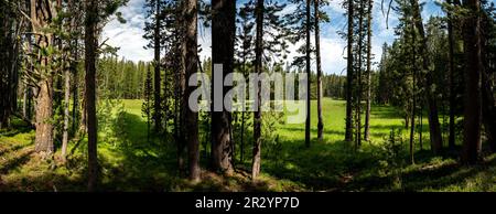 Blick auf Eine Wiese vom Forestin Yellowstone Stockfoto