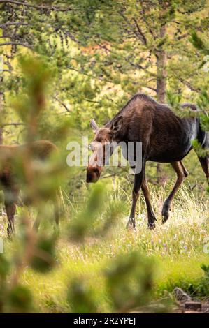 Mutter Moose wandert vorsichtig durch den Wald im Grand Teton National Park Stockfoto