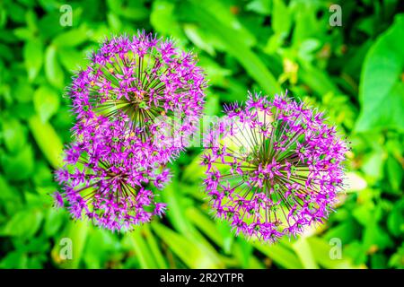 Nahaufnahme des Sterns der Perserblüten (Allium christophii) vor unscharfem grünen Hintergrund Stockfoto