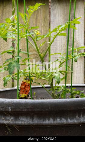 Tomatenpflanze in einem Topf, „Jet Star“, mit Blüten in einem Topf mit Tomatenkäfig. Kansas, USA. Stockfoto