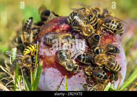 Biene oder Honigbiene in latein APIs Mellifera, Honigbienen auf Pflaumenfrucht Stockfoto