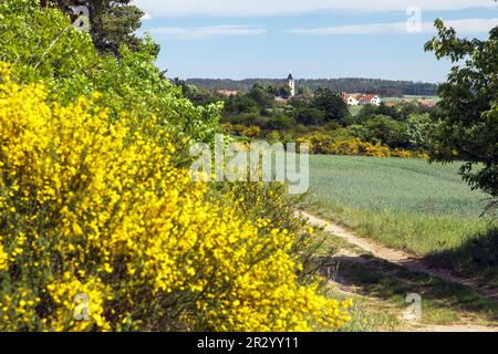 Cytisus scoparius, der gewöhnliche Besen oder schottischer Besen, blüht in der Blütezeit Stockfoto