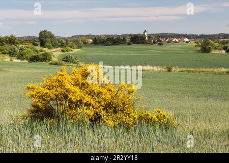 Cytisus scoparius, Gemeiner Besen oder Schottbesen, gelb blühend in Blütezeit und Winterweizenfeld Stockfoto