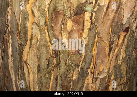 Nahaufnahme des Baumstamms mit Rinde. Stockfoto