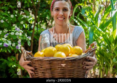 Eine Frau, die einen großen Korb voller frischer Zitronen zeigt. Stockfoto