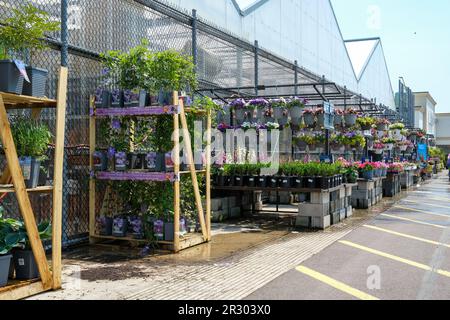 Bloomsburg, Usa. 21. Mai 2023. Pflanzen und Blumen werden vor einem Baumarkt in Lowe ausgestellt. Lowe's Companies, Inc. Meldet die Quartalsergebnisse am Dienstag, den 23. Mai 2023. Kredit: SOPA Images Limited/Alamy Live News Stockfoto