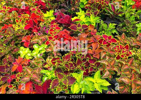 Coleus - Plectranthus scutellarioides - farbenfrohe Darstellung von Blattpflanzen in einem Gartenzentrum. British Columbia, Kanada. Stockfoto