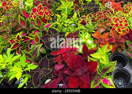 Coleus - Plectranthus scutellarioides - farbenfrohe Blätter von Pflanzen, die in einem Gartenzentrum verkauft werden. British Columbia, Kanada. Stockfoto